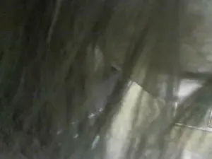 Cam4 Adult Webcam of lepluscoquin02