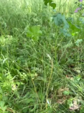 Cam4 Sex Cam of Xxlian23