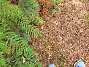 Cam4 Private Sex Chat of Cuni40