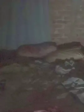 Cam4 Live Sex Cam of gordito66