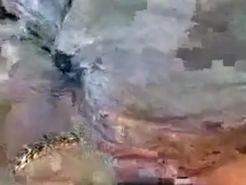 Chaturbate Live Porn of so_horney2