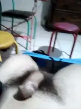 Stripchat Sex Chat of userbrasil12345